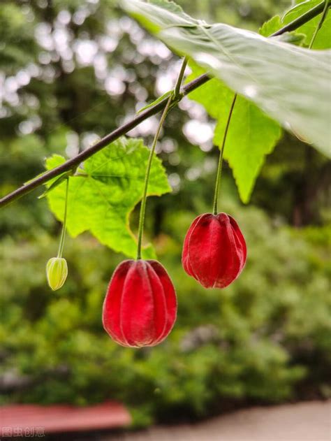 燈籠花種類|這五種「燈籠花」，好看又好養，不養一盆虧大了